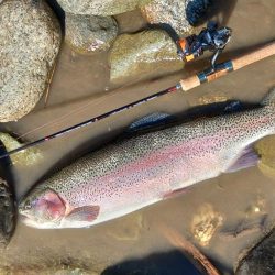 大型ばかり！ 天竜川ルアーフライ専用区